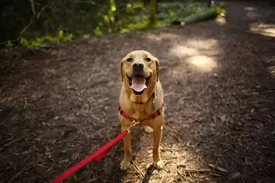 Dog,Outdoors,Hiking,In,Woods,Mixed,Breed,Labrador,Rescue,Puppy