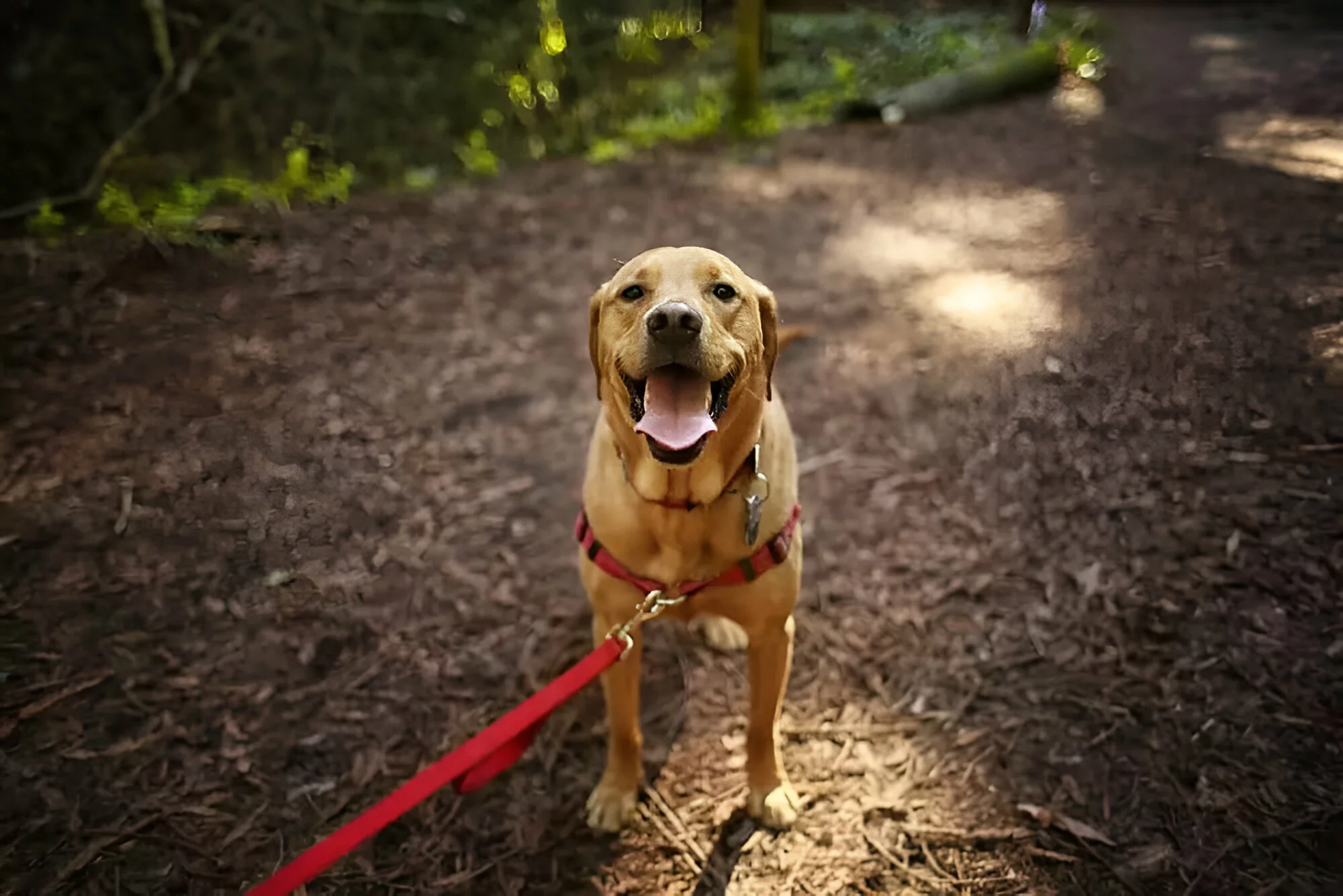 Dog,Outdoors,Hiking,In,Woods,Mixed,Breed,Labrador,Rescue,Puppy