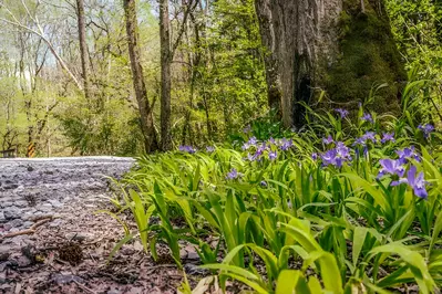 purple wildflowers next to Porters Creek Trail