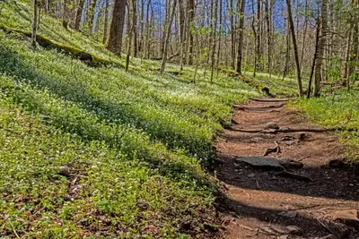 fringed phacelia along Porter Creek Trail