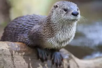 river otter