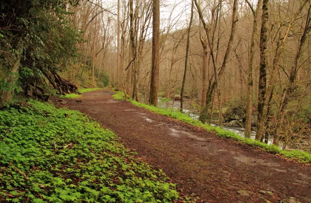 Little River Trail on a cloudy day