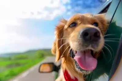 Dog sticking head out car window 