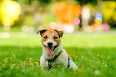dog in the grass