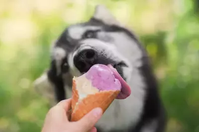 Dog with Ice Ceam