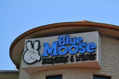 blue moose