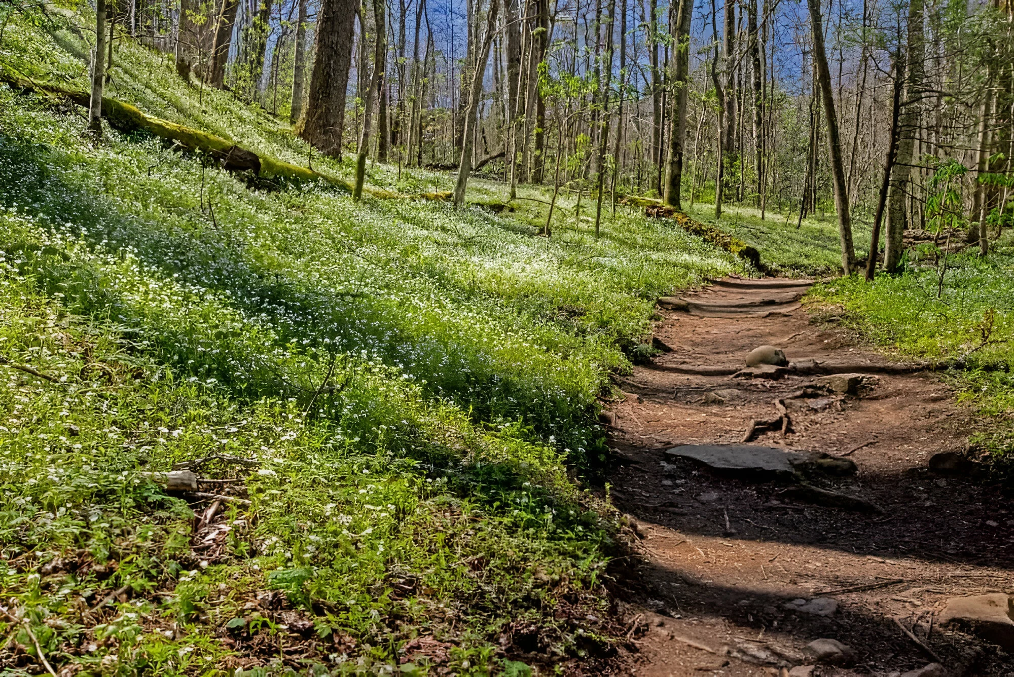 porters creek trail