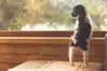 pet friendly cabins in pigeon forge tn
