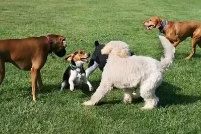 dogs playing