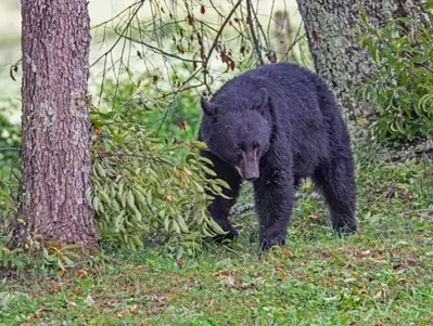 black bear