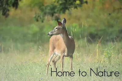 white tailed deer