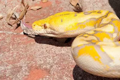 yellow python