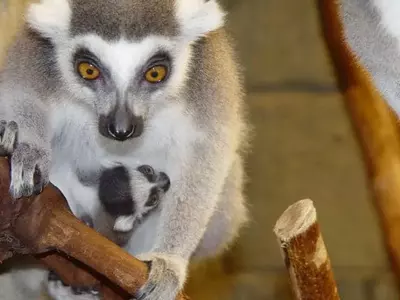 striped tail lemur