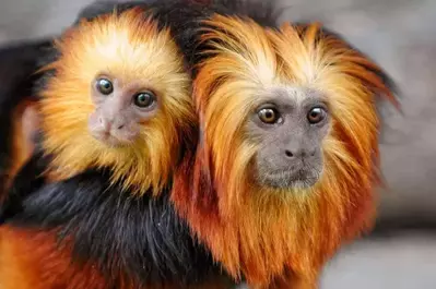 red and black monkey