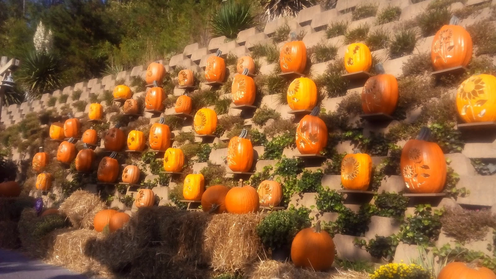 jack o lanterns dollywod