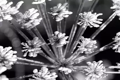 close up flower