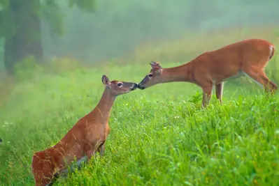 white tailed deer
