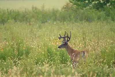 white tailed deer in grass