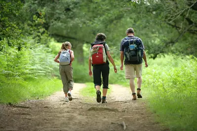 people hiking in the woods