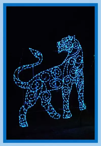 big cat winter lights