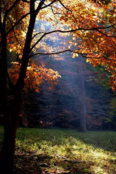 SmokyMountainFall (25)