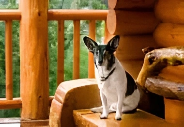 dog sitting on bench on cabin porch