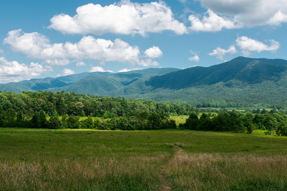 mountain view in summer