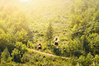 zipline