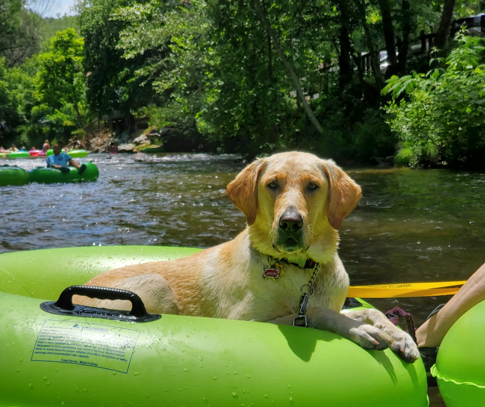 river rat tubing Townsend tennessee