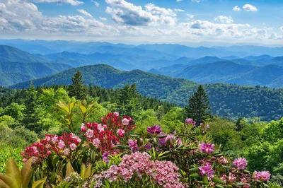 spring flowers smoky mountains