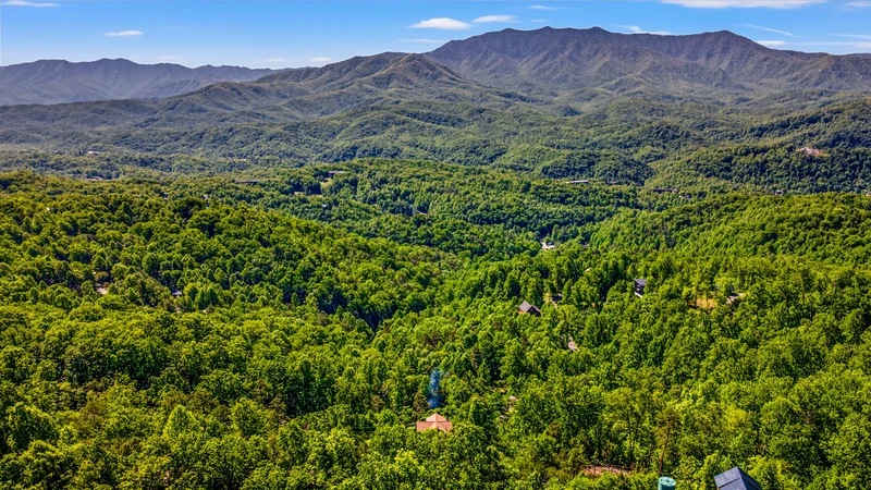 A Tree Top View