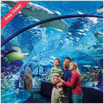ripley's aquarium shark lagoon tunnel