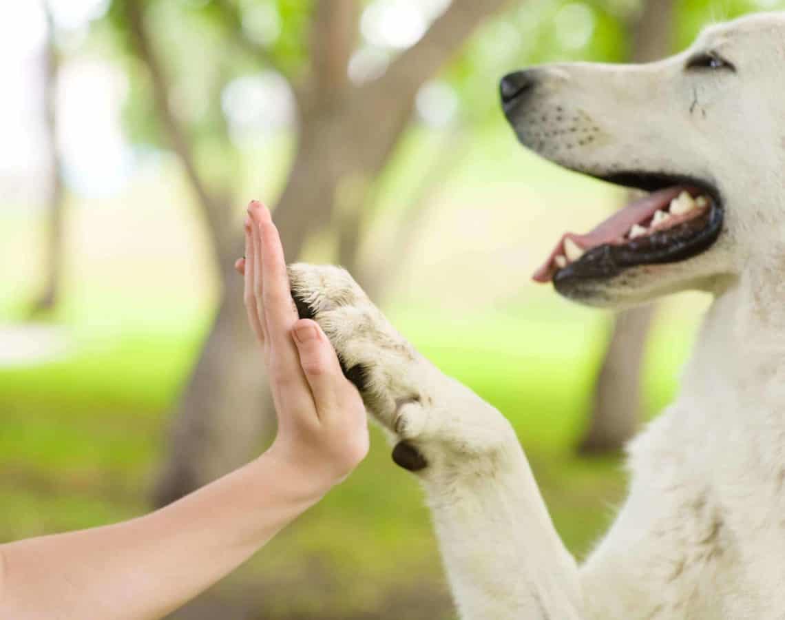 dog giving person high five