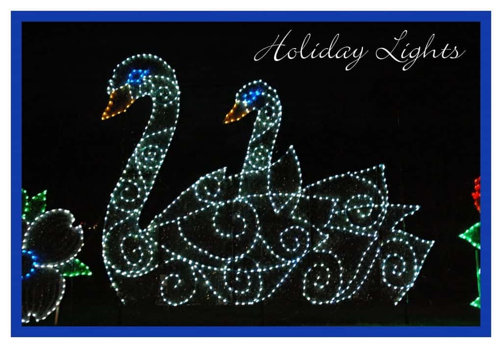 swan holiday lights
