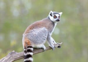ring-tailed lemur on tree branch