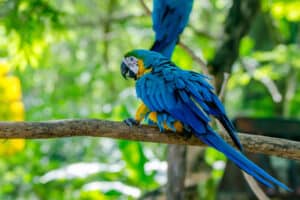 blue and yellow macaw on tree limb