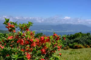 mountain view from Gregory Bald with flame azaleas