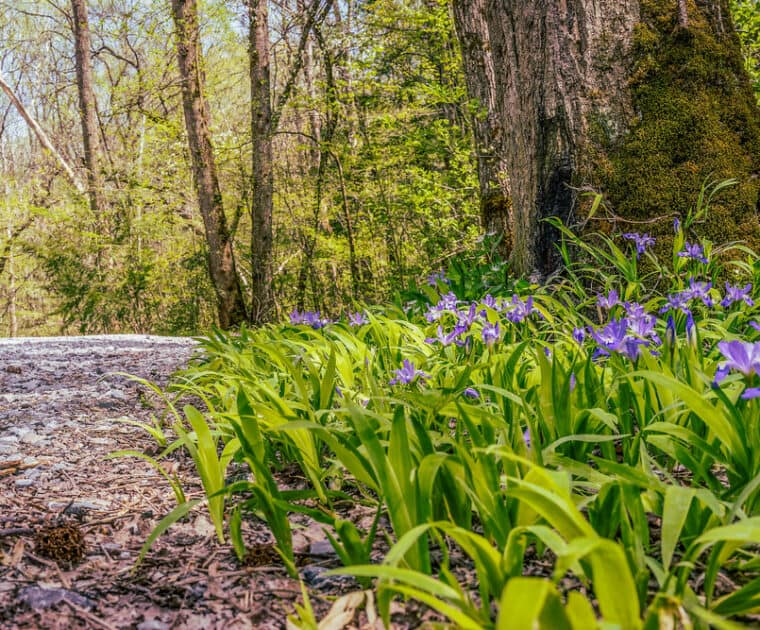 purple wildflowers next to Porters Creek Trail