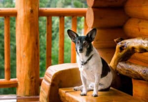 dog sitting on bench on cabin porch